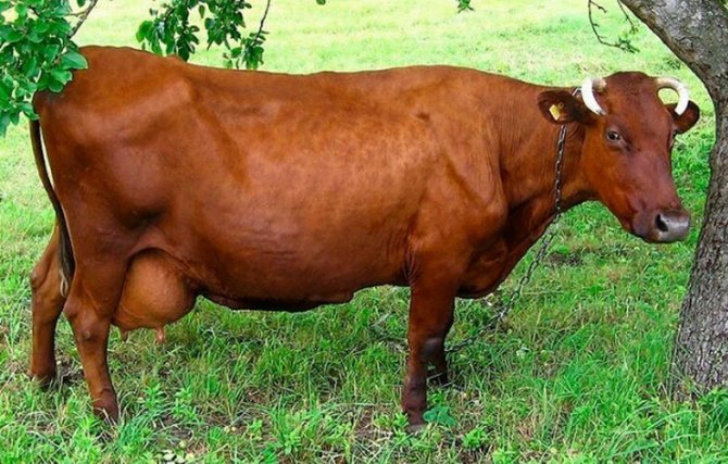 Красная горбатовская корова