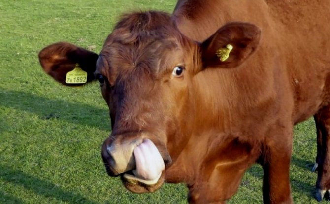 Красногорбатовская порода коровы