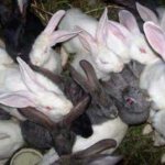 Крольчата пригодные к отъему