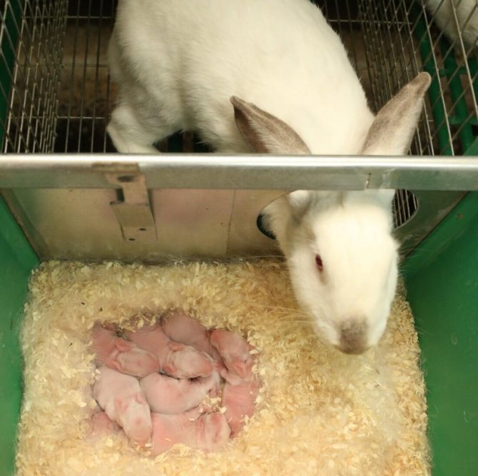 Крольчиха с новорожденными крольчатами