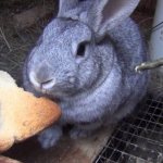 Кролик кушает хлеб
