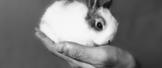 Кролик на руке