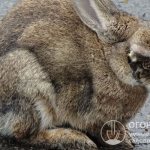 Кролик с характерными признаками заражения миксоматозом