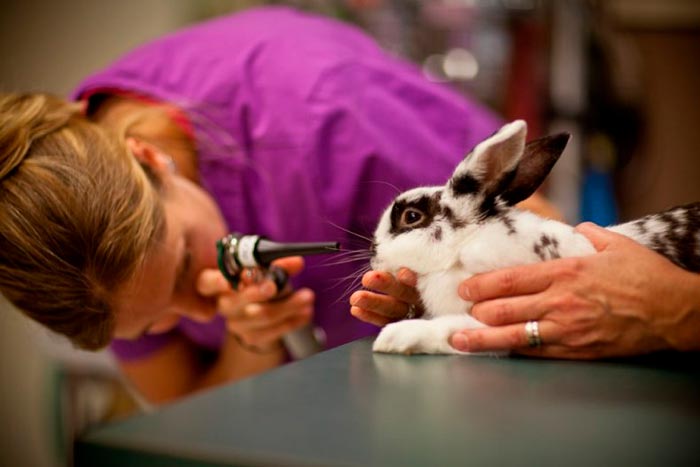 кролик у ветеринара