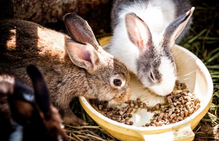 кролики едят комбикорм