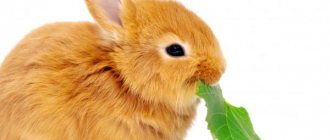 Кролики едят листики с разных деревьев