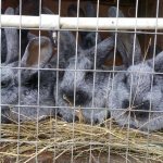 кролики едят сено