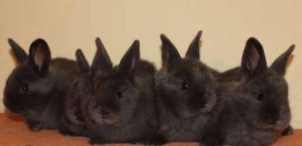 Кролики-малыши после отсаживания