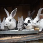Кролики на даче