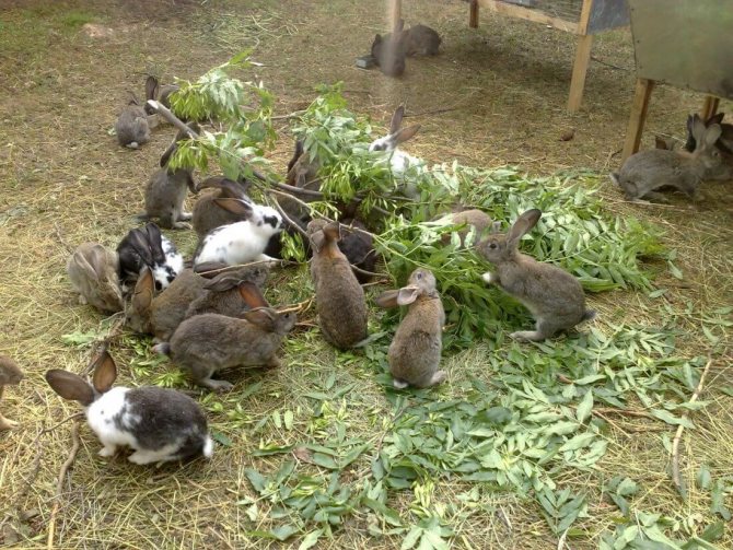 Кролики на подворье