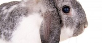 Кролики породы Баран