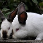 Кролики породы Хиплус