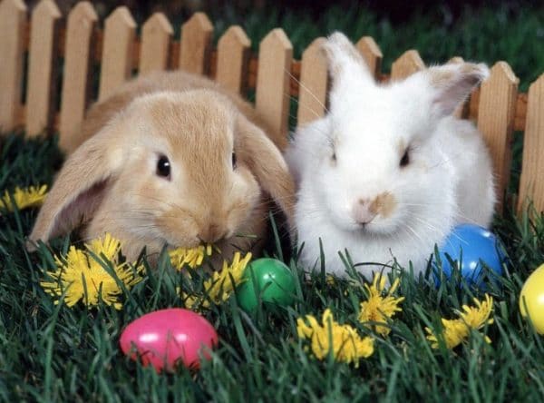 Кролики, у которых хорошая иммунная защита, не болеют кокцидиозом