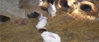 Кролики в вольере