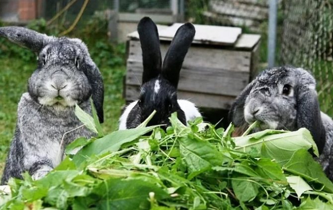 кролики жуют