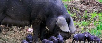 Крупные черные свиньи отличаются многоплодием (в среднем 10-12 поросят за 1 опорос) и высокими темпами набора живого веса