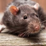 Крысы в птичнике и во дворе: способы избавиться и препараты.