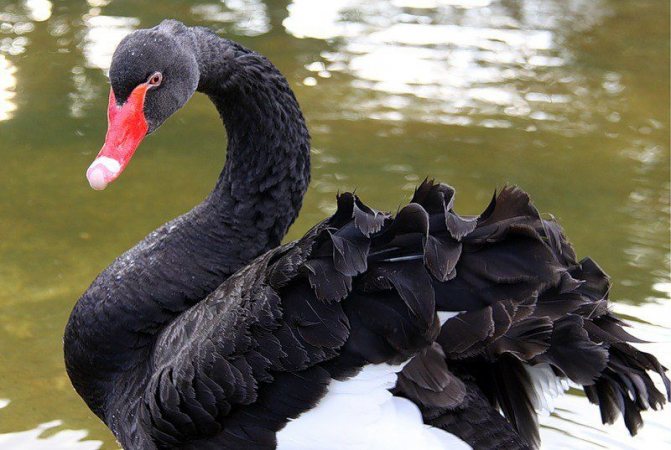 Кудри на крыльях черного лебедя