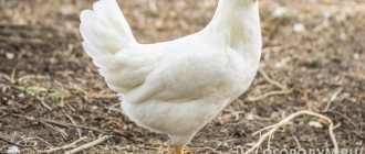 Курица «Леггорн» (на фото) – типичная представительница породы яичного направления