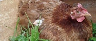 Курица наседка – лучшая порода квочки и высиживание.