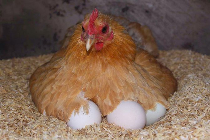Курица высиживает яйца
