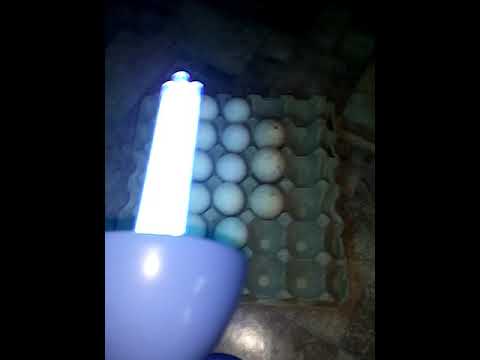 кварцевание яйца