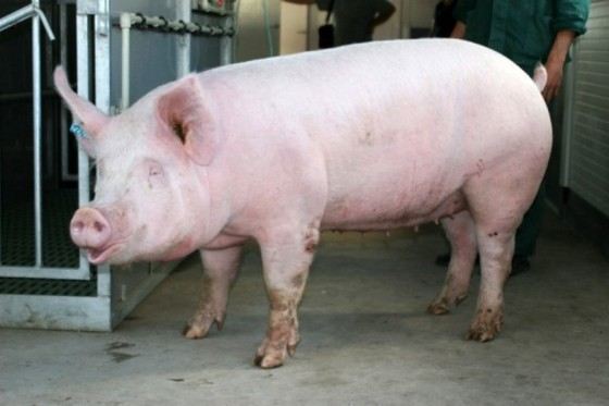 Латвийская белая одна из самых крупных пород свиней