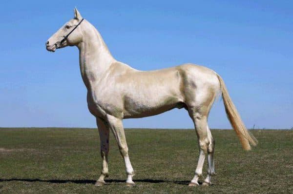 лошадь Ахалтекинская порода