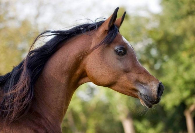 Лошадь с щучьим профилем