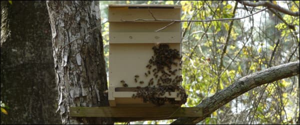 ловушка для пчёл на дереве