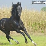 Марвари-лошадь-Образ-жизни-и-среда-обитания-лошади-марвари-3