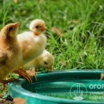 Масса тела цыпленка примерно на 70% состоит из воды (в момент появления из яйца – до 85%), снижение потребления жидкости или рост потерь влаги негативно сказываются на здоровье поголовья