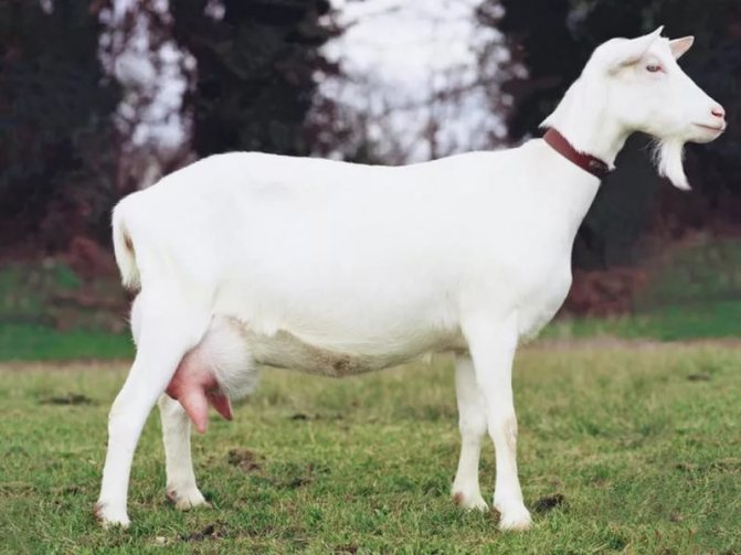 Маститы у коз: признаки и лечение - изображение NITA FARM