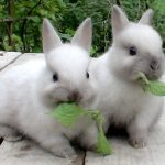 Мелкие декоративные кролики