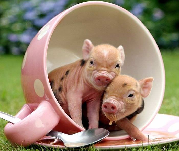 Мини-пиги – маленькие домашние свинки, являющиеся декоративной породой