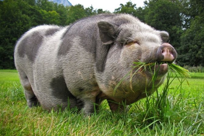 Миргородская порода свиньи