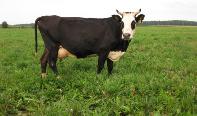 молочная продуктивность крупного рогатого скота