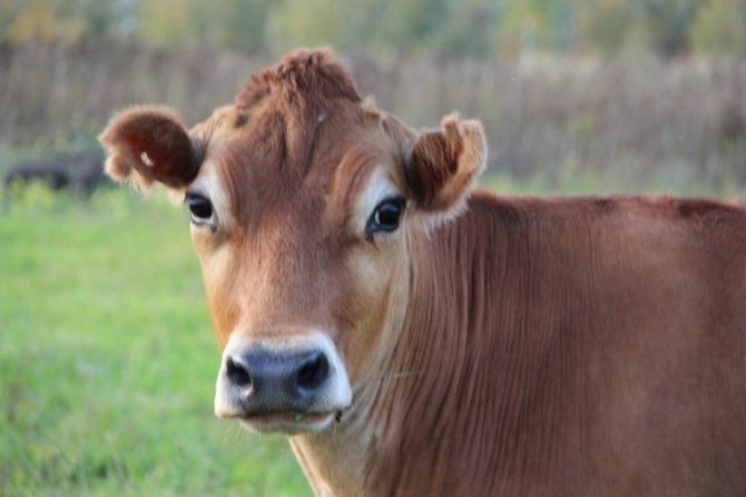 молочная продуктивность крупного рогатого скота