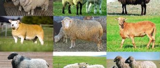 молочные овцы