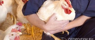 Молодняк кур, относящихся к лучшим бройлерным кроссам, достигает живого веса 2,5-2,7 кг к возрасту 7 недель и максимально приспособлен для промышленного разведения