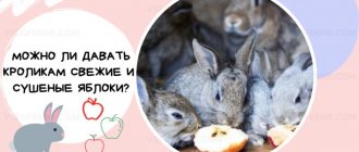 Можно ли давать кроликам свежие и сушеные яблоки