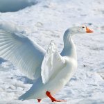 Можно ли гусей держать зимой на улице