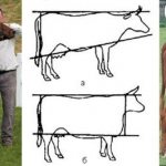 Мясные и молочные коровы
