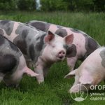 На фото – свиньи породы Пьетрен, отличающиеся характерной пятнистой черно-белой окраской
