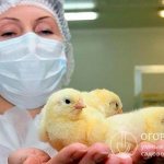 На крупных птицефабриках за состоянием здоровья цыплят и взрослых особей постоянно следят ветеринарные специалисты