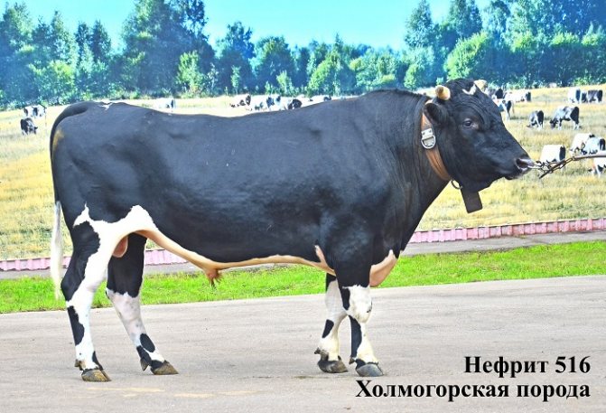 Нефрит 516 Холмогорский бык