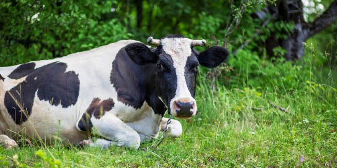 Нездоровая и ослабленная корова на выпасе