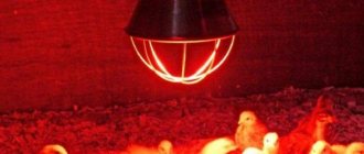 Обогрев курятника зимой инфракрасной лампой