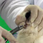Обрезание зубов кролика