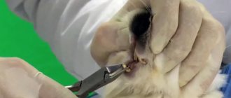 Обрезание зубов кролика